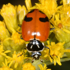 Hippodamia glacialis