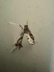 Lineodes