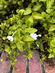 Jasminum