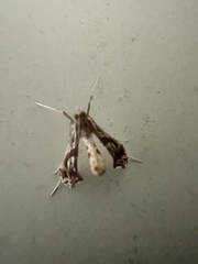 Lineodes