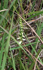 Spiranthes magnicamporum