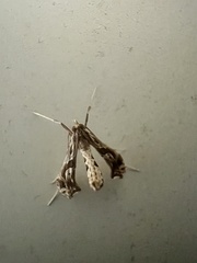 Lineodes