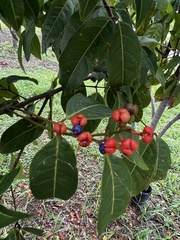 Glochidion ferdinandi