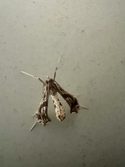 Lineodes