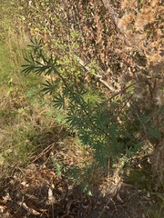 Lupinus arboreus
