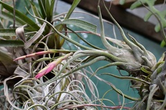 Tillandsia caput-medusae