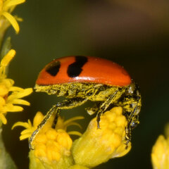 Hippodamia glacialis