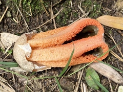 Clathrus columnatus