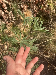 Lupinus arboreus