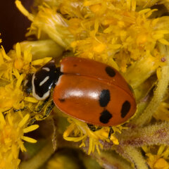 Hippodamia glacialis