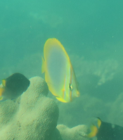 Chaetodon aureofasciatus