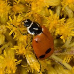 Hippodamia glacialis