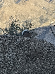 Ammospermophilus leucurus