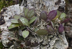 Specklinia