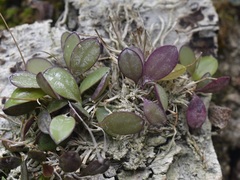 Specklinia
