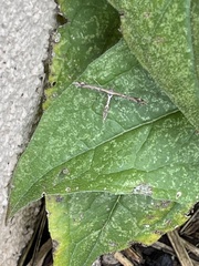 Anstenoptilia