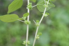 Parietaria debilis