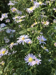 Symphyotrichum chilense
