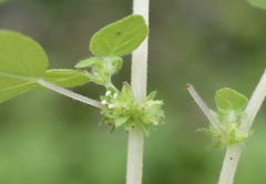 Parietaria debilis