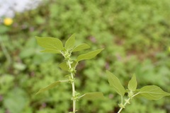 Parietaria debilis