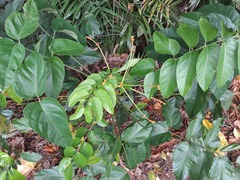 Polyscias australiana