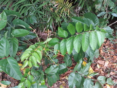 Polyscias australiana