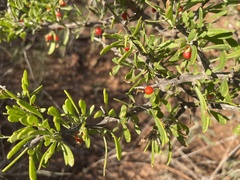 Lycium berlandieri