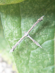 Anstenoptilia