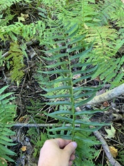 Homalosorus pycnocarpos