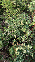 Symphoricarpos occidentalis