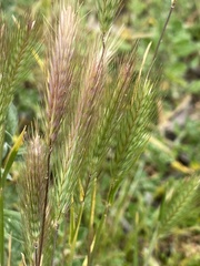 Hordeum