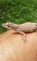Anolis sericeus