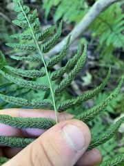 Homalosorus pycnocarpos