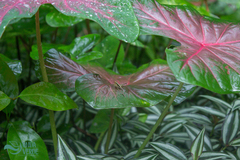 Caladium bicolor