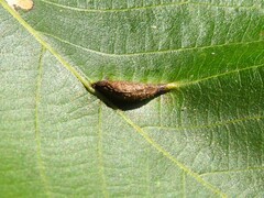 Phylloxera caryaevenae