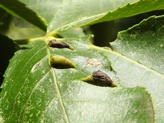 Phylloxera caryaevenae