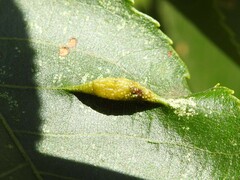 Phylloxera caryaevenae