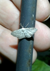 Idaea minuscularia