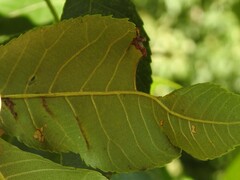 Phylloxera caryaevenae