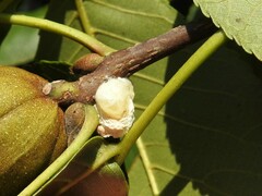 Neopulvinaria innumerabilis