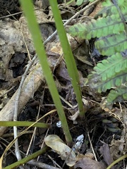 Homalosorus pycnocarpos