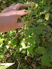 Symphyotrichum anomalum