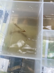 Paratya curvirostris