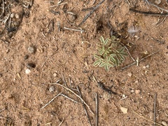 Astragalus amphioxys