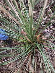 Xanthorrhoea preissii