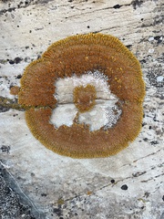 Xanthomendoza trachyphylla