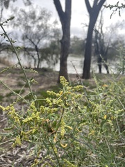 Chenopodium nitrariaceum