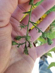 Symphyotrichum anomalum