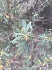 Chenopodium nitrariaceum
