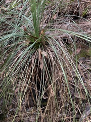 Xanthorrhoea preissii